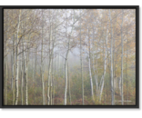Limited Birch
