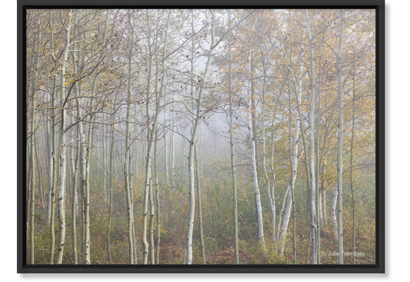 Limited Birch