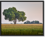 Most Popular/ stock items OH Tree