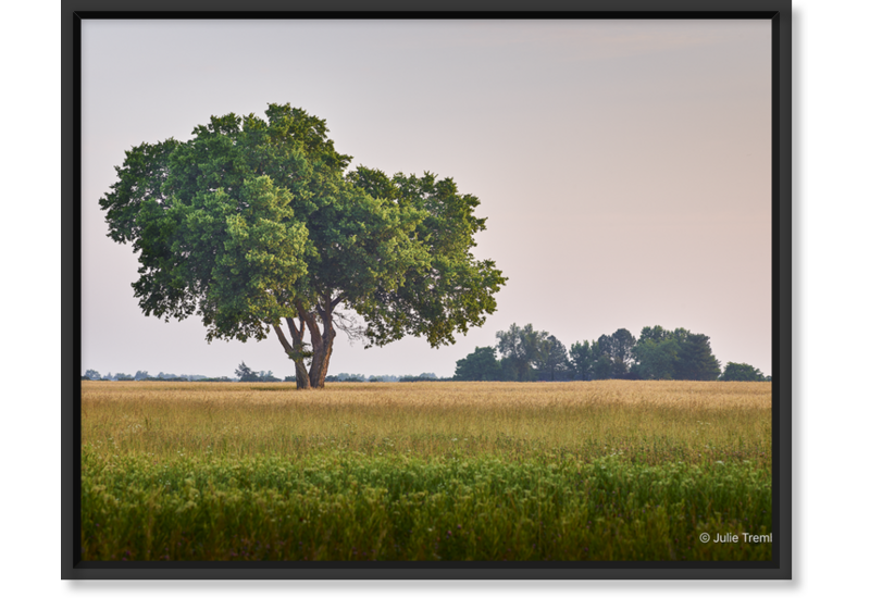 Most Popular/ stock items OH Tree