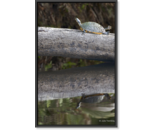 Most Popular/ stock items Turtle
