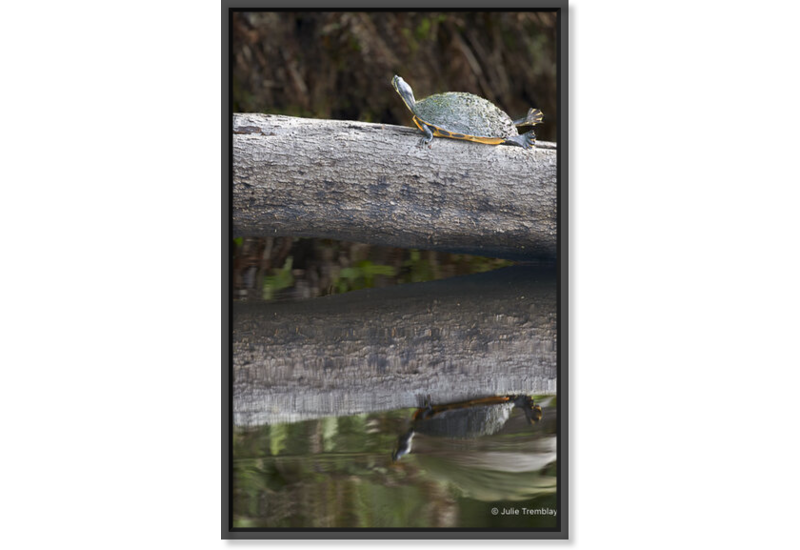 Most Popular/ stock items Turtle