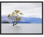 Willow Tree