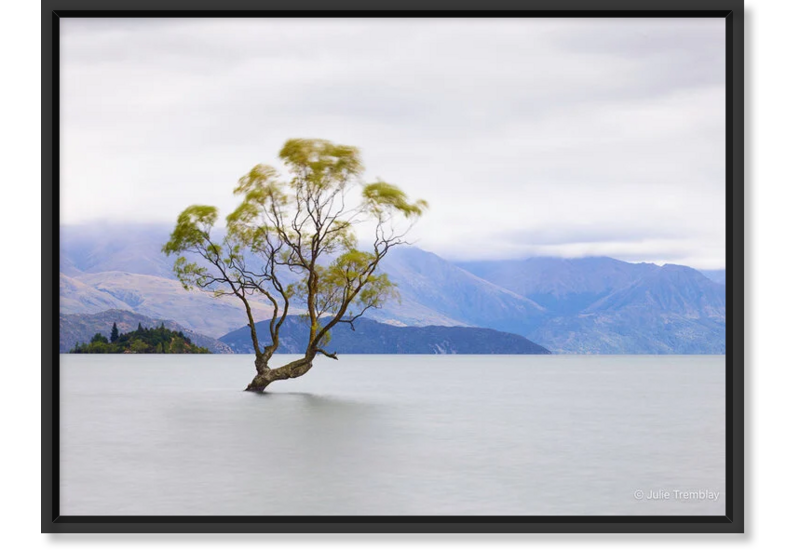 Willow Tree