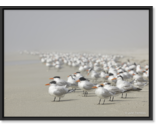 Most Popular/ stock items Royal Tern