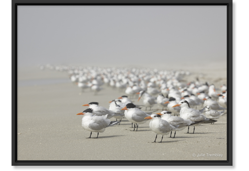 Most Popular/ stock items Royal Tern
