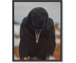 Most Popular/ stock items Raven
