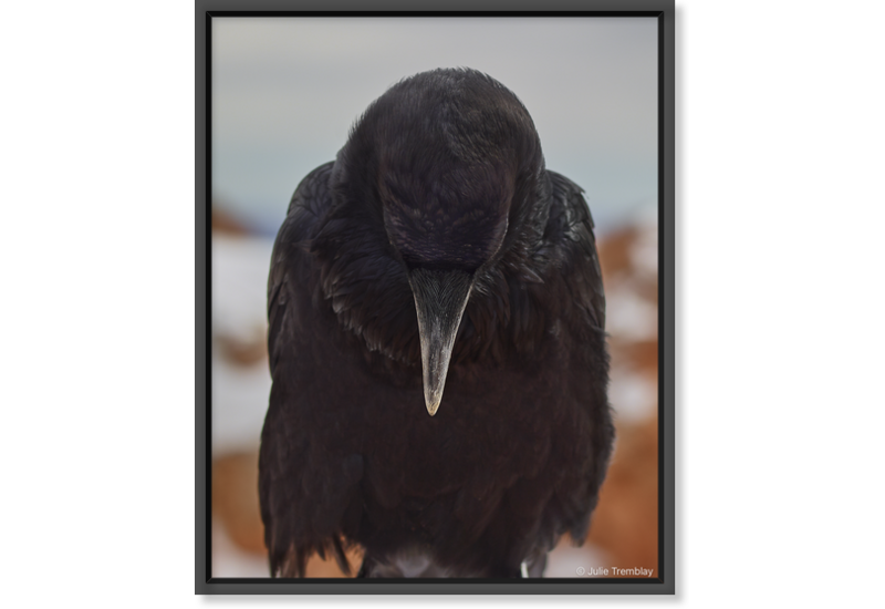 Most Popular/ stock items Raven