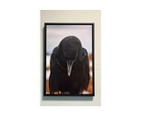 Most Popular/ stock items Raven