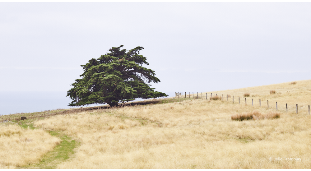 Godley Head