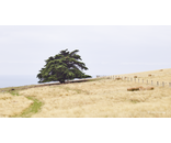 Godley Head