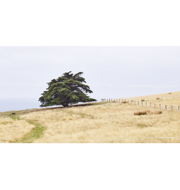 Godley Head