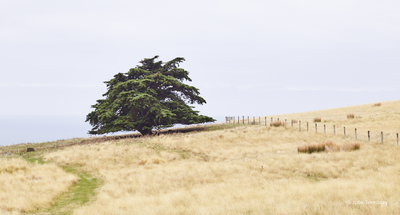 Godley Head