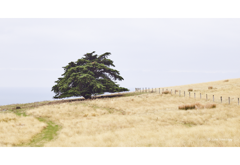 Godley Head