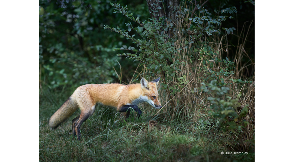 Fox