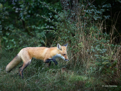 Fox