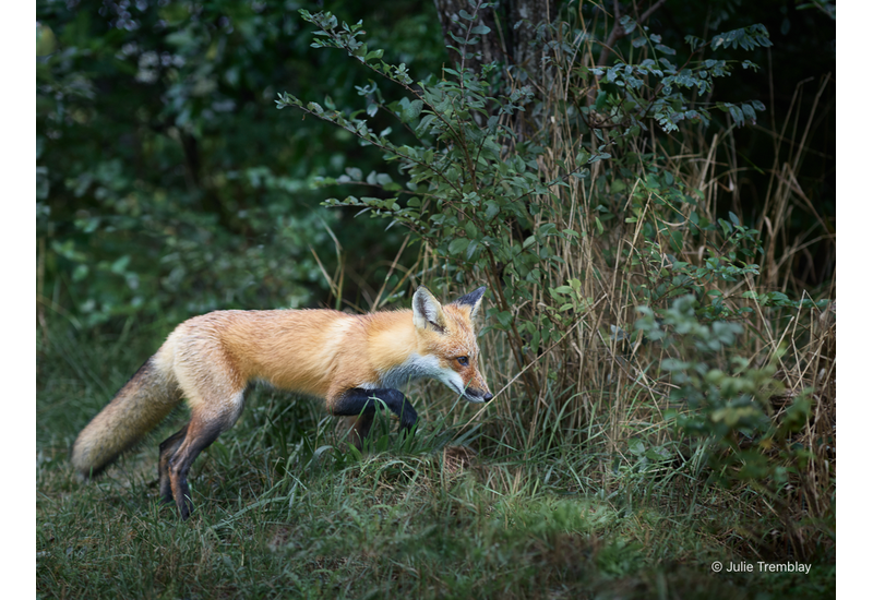 Fox
