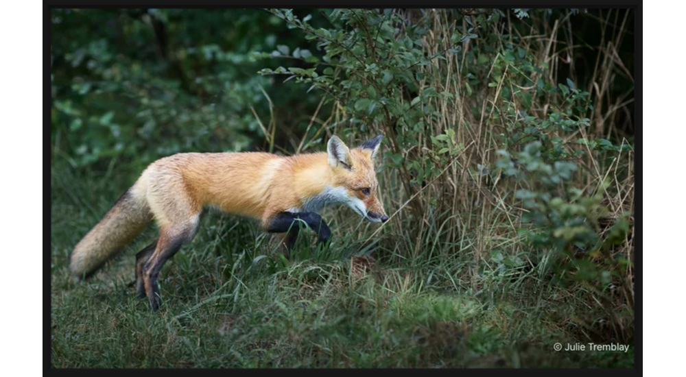 Fox