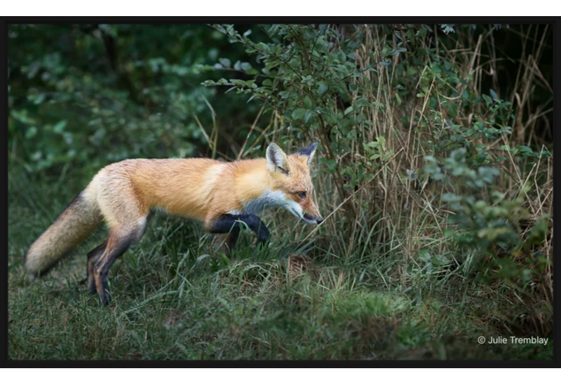 Fox