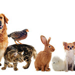 Animal store