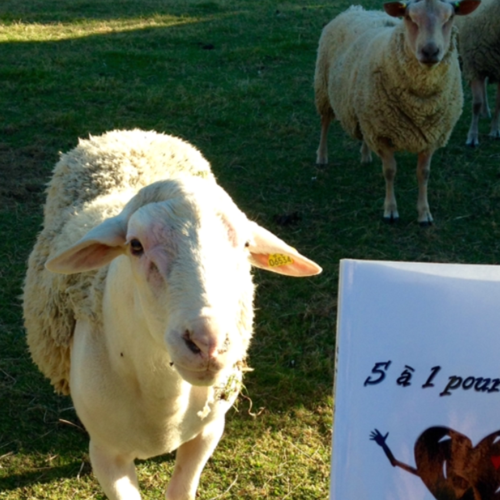 roman 5 à 1 pour Sam