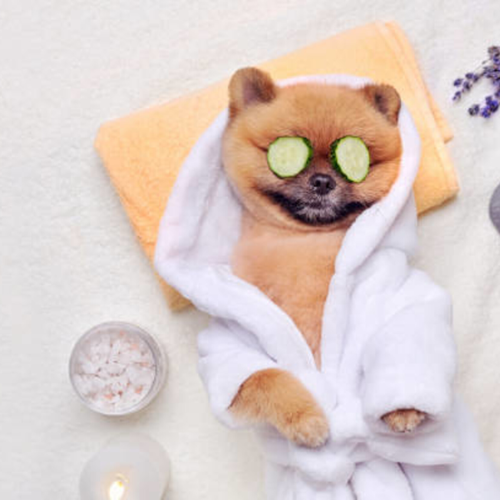 Soin Énergétique Reiki, Antenne de Lecher & Communication Animale pour Animaux – À Distance