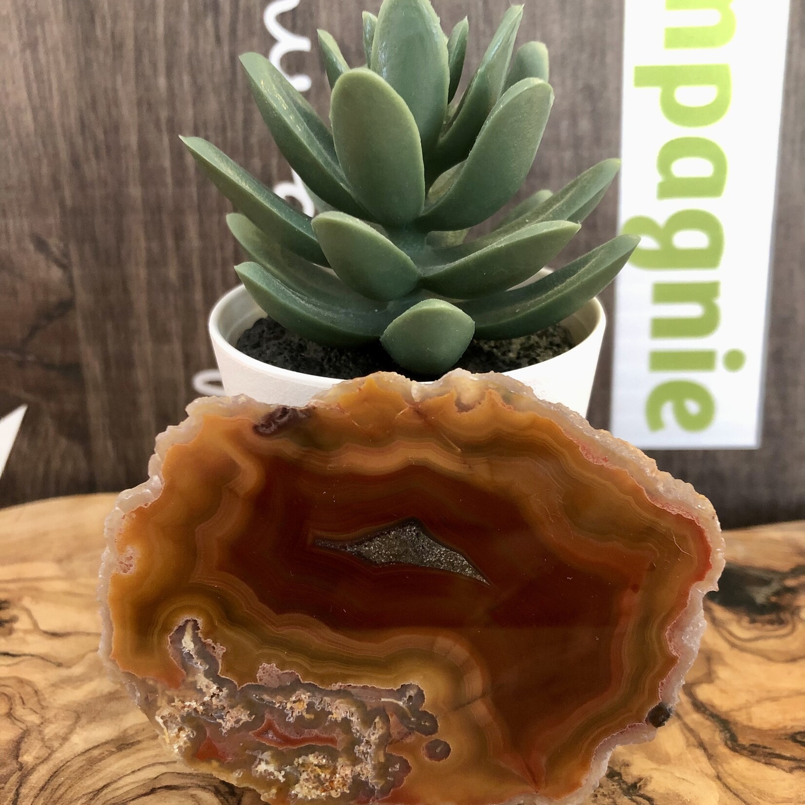 mexican agate polished and rough, gorgeous banding with yellow mustard, by a red-brown color, with quartz