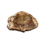 petrified wood