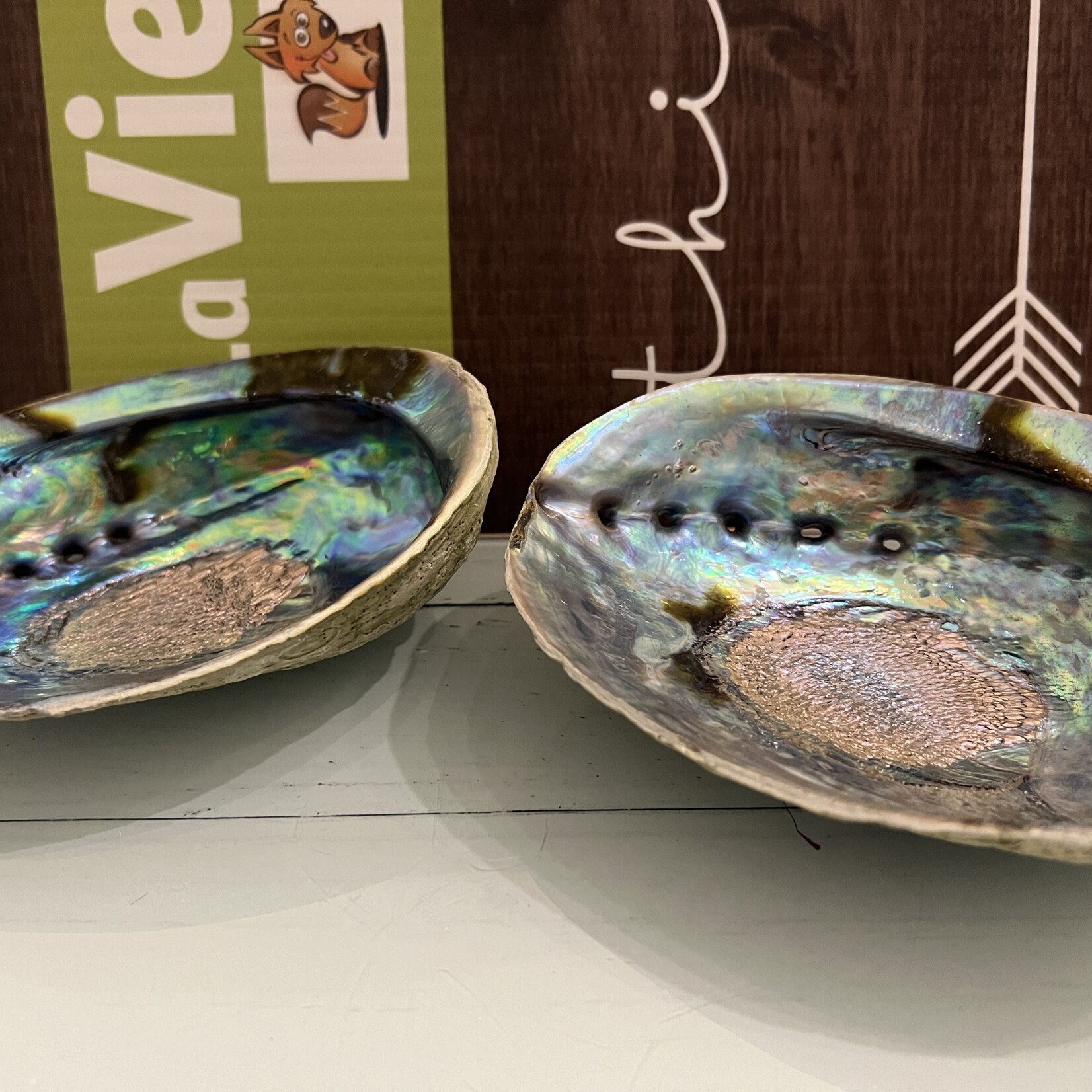 Quality Polished Abalone Shell – Ideal for Smudging and Incense Burning