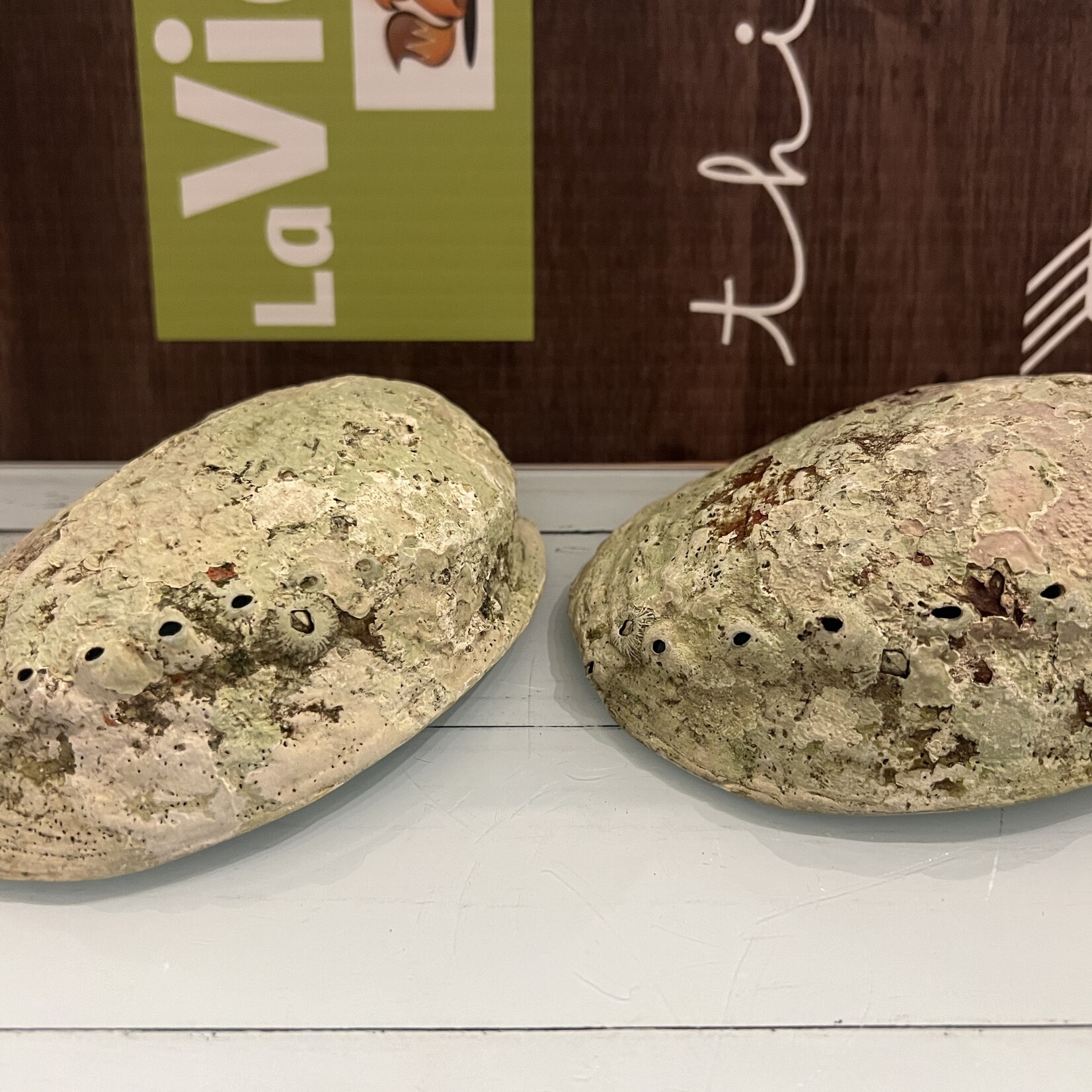 Quality Polished Abalone Shell – Ideal for Smudging and Incense Burning