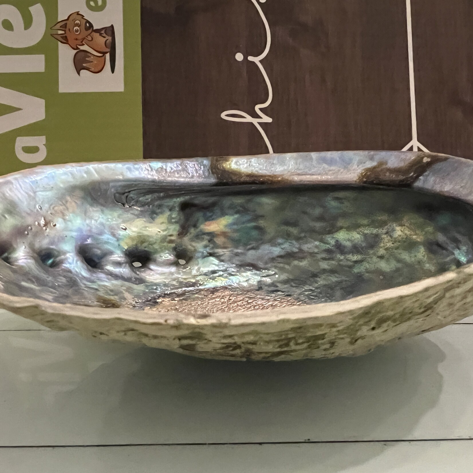 Quality Polished Abalone Shell – Ideal for Smudging and Incense Burning