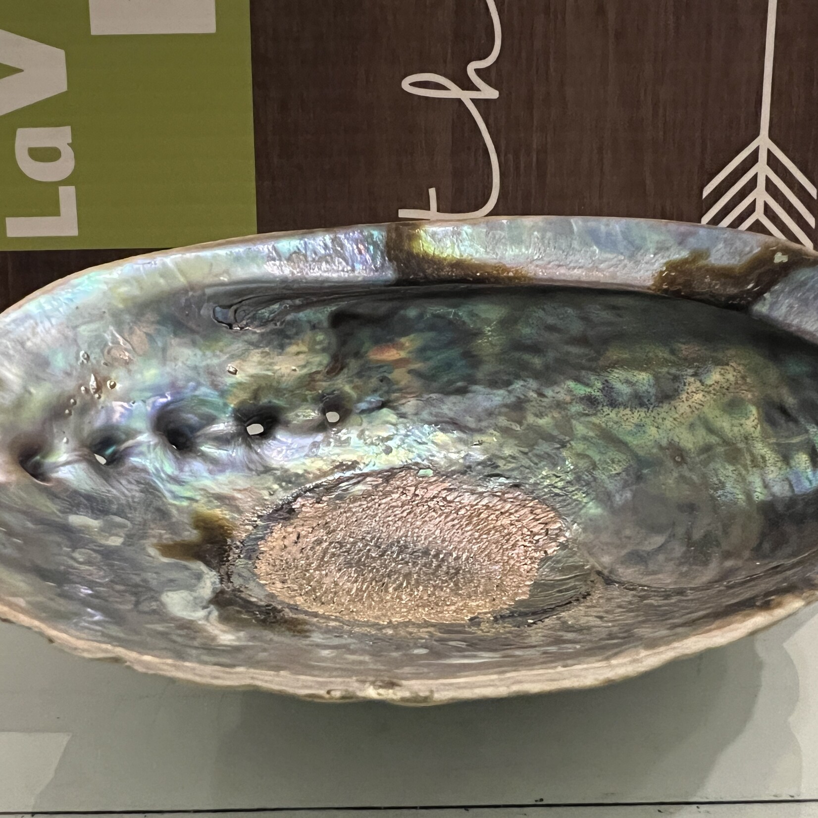 Quality Polished Abalone Shell – Ideal for Smudging and Incense Burning