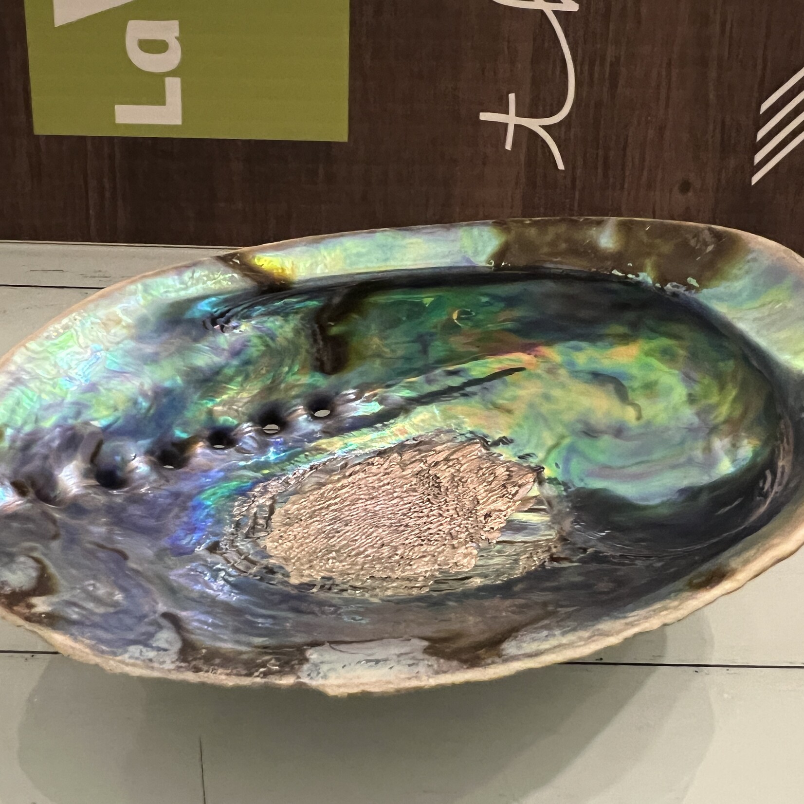 Quality Polished Abalone Shell – Ideal for Smudging and Incense Burning