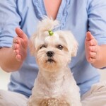 Reiki for animals