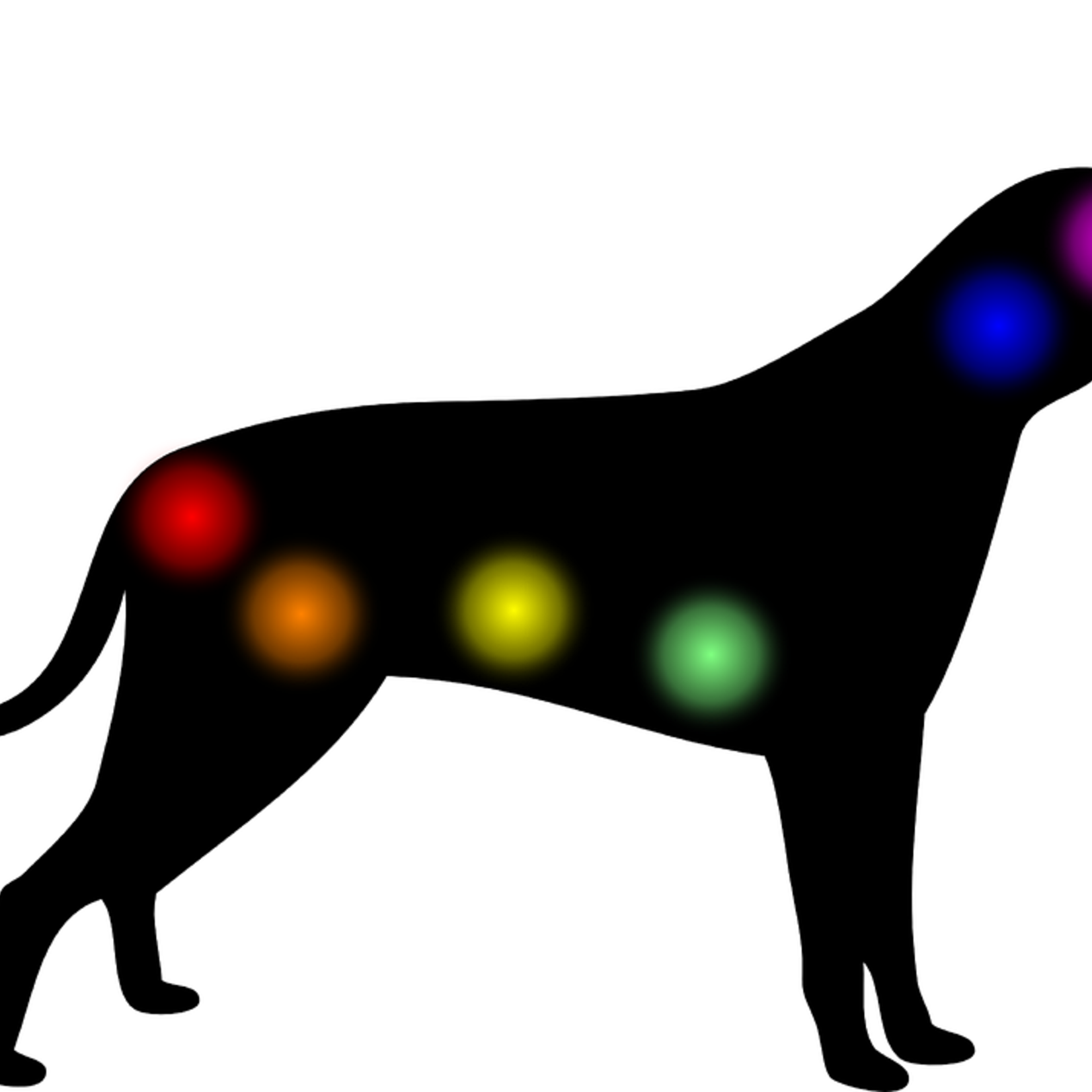 Soin Énergétique Reiki & Communication Animale pour Animaux – À Distance