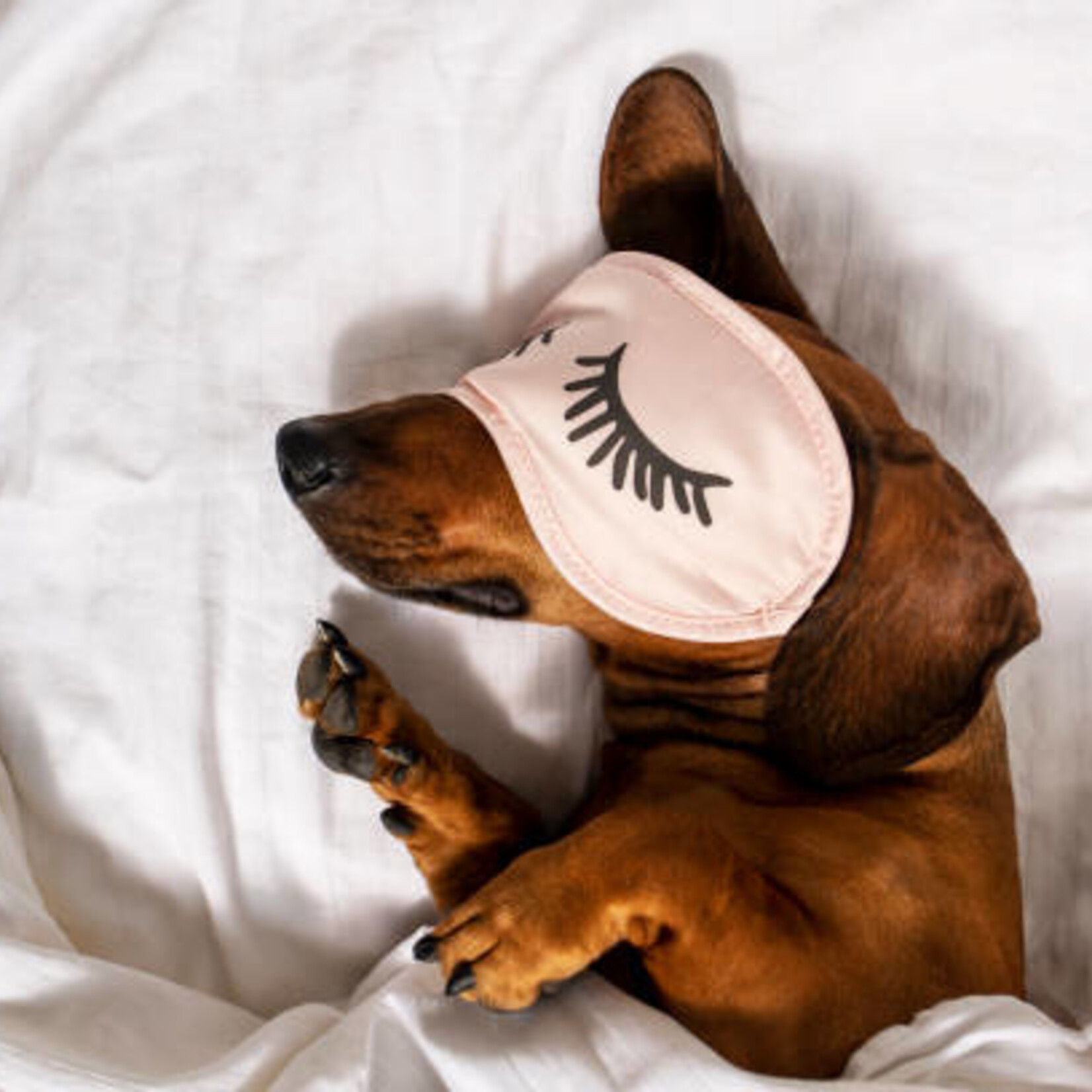 Soin Énergétique Reiki & Communication Animale pour Animaux – À Distance
