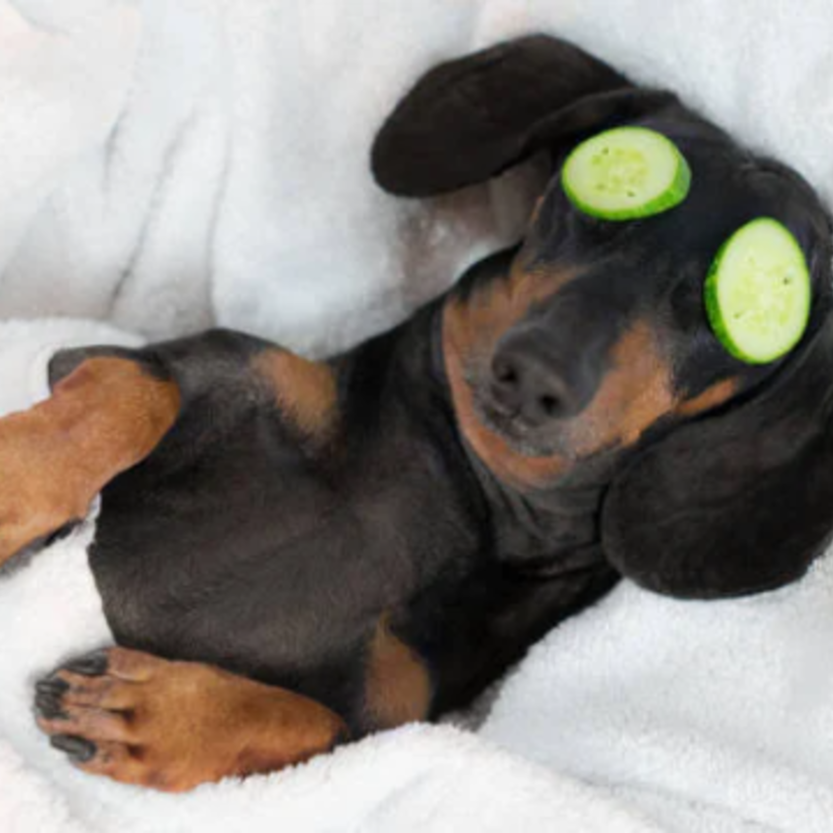 Remote Reiki Energy Healing & Animal Communication Session for Pets