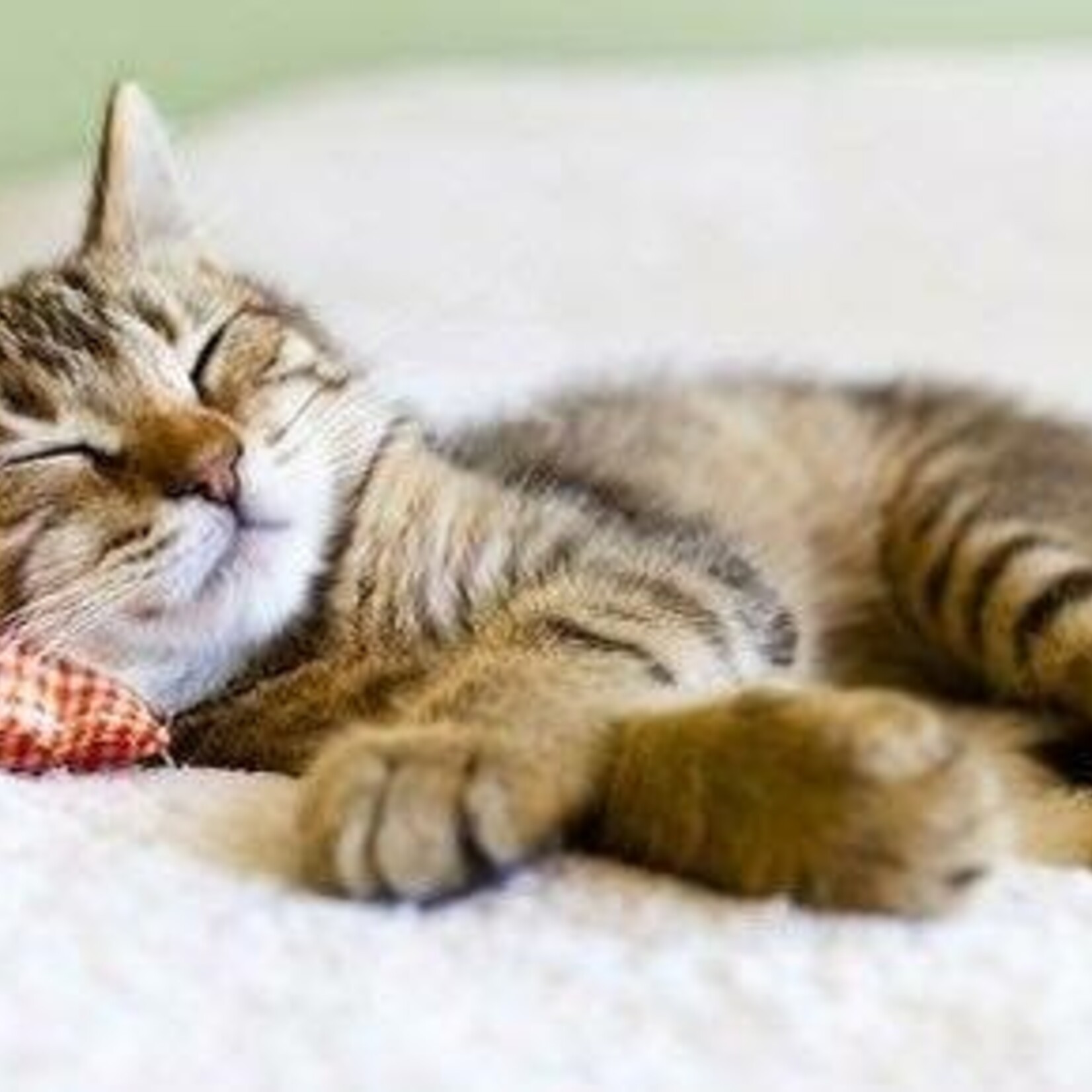 Soin Énergétique Reiki & Communication Animale pour Animaux – À Distance