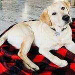 Strategic and human support for demanding environments