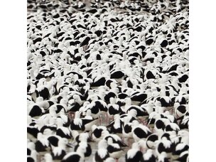 Stella Donnelly - Flood