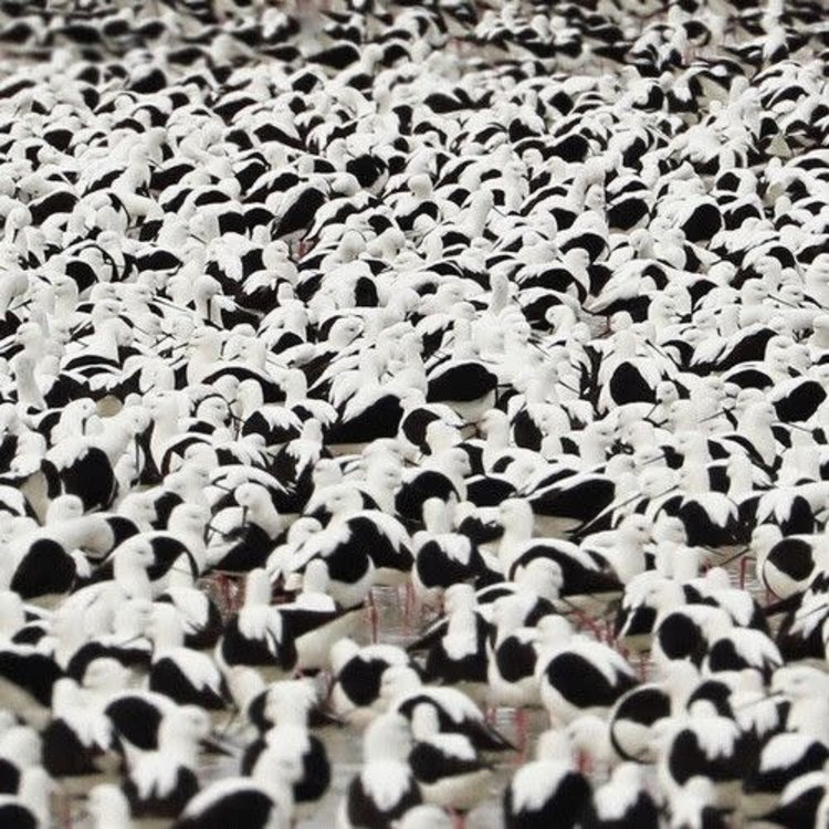 Sale Stella Donnelly - Flood