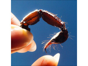 Squid - Cowards LP (Clear)