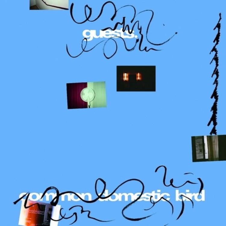 Electronic Guests - Common Domestic Bird LP