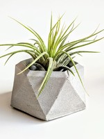Forgotten Property Concrete Geo Air Plant