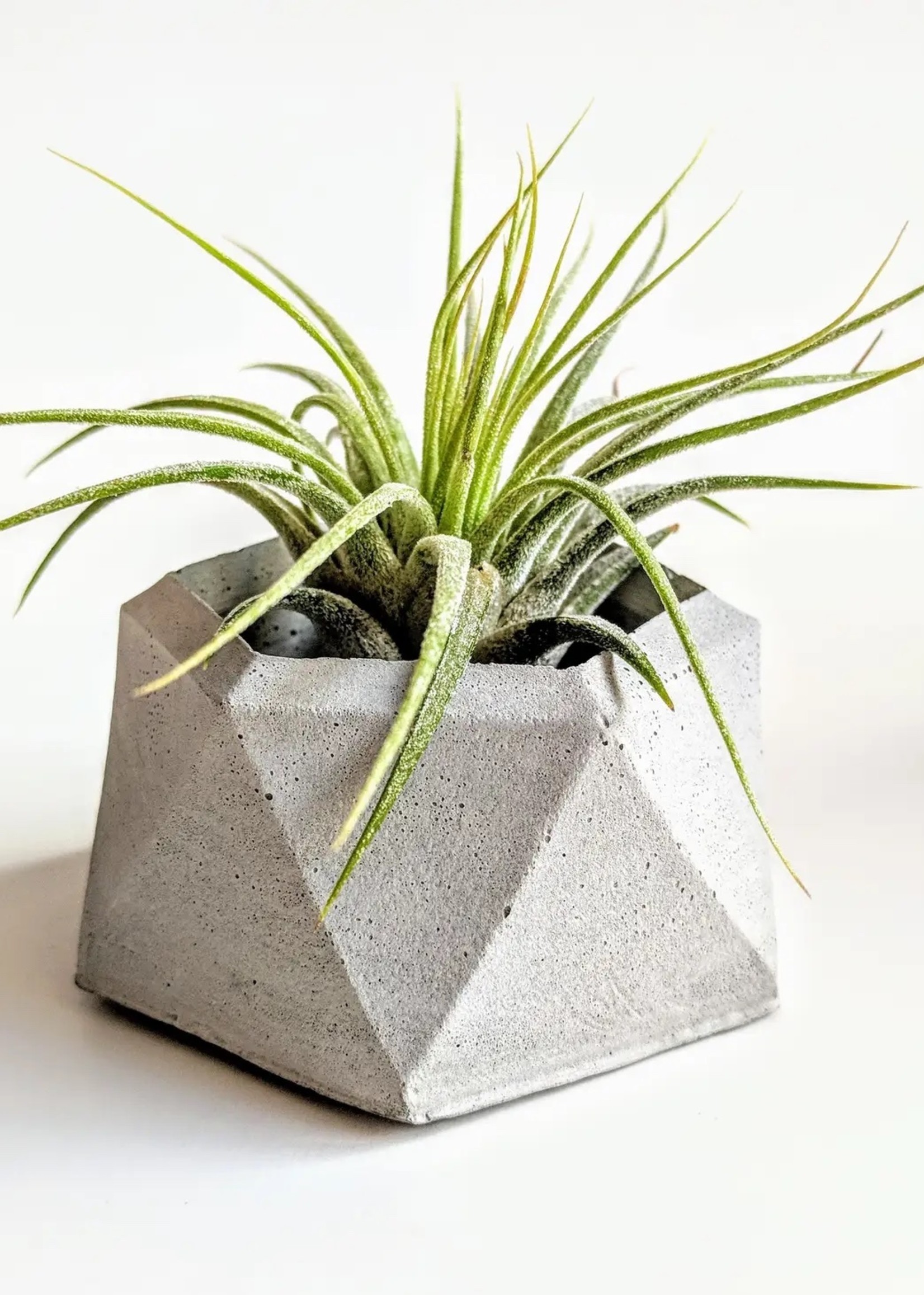 Forgotten Property Concrete Geo Air Plant