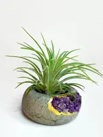 Aura 8 Art Boutique Amethyst Air Plant Holder