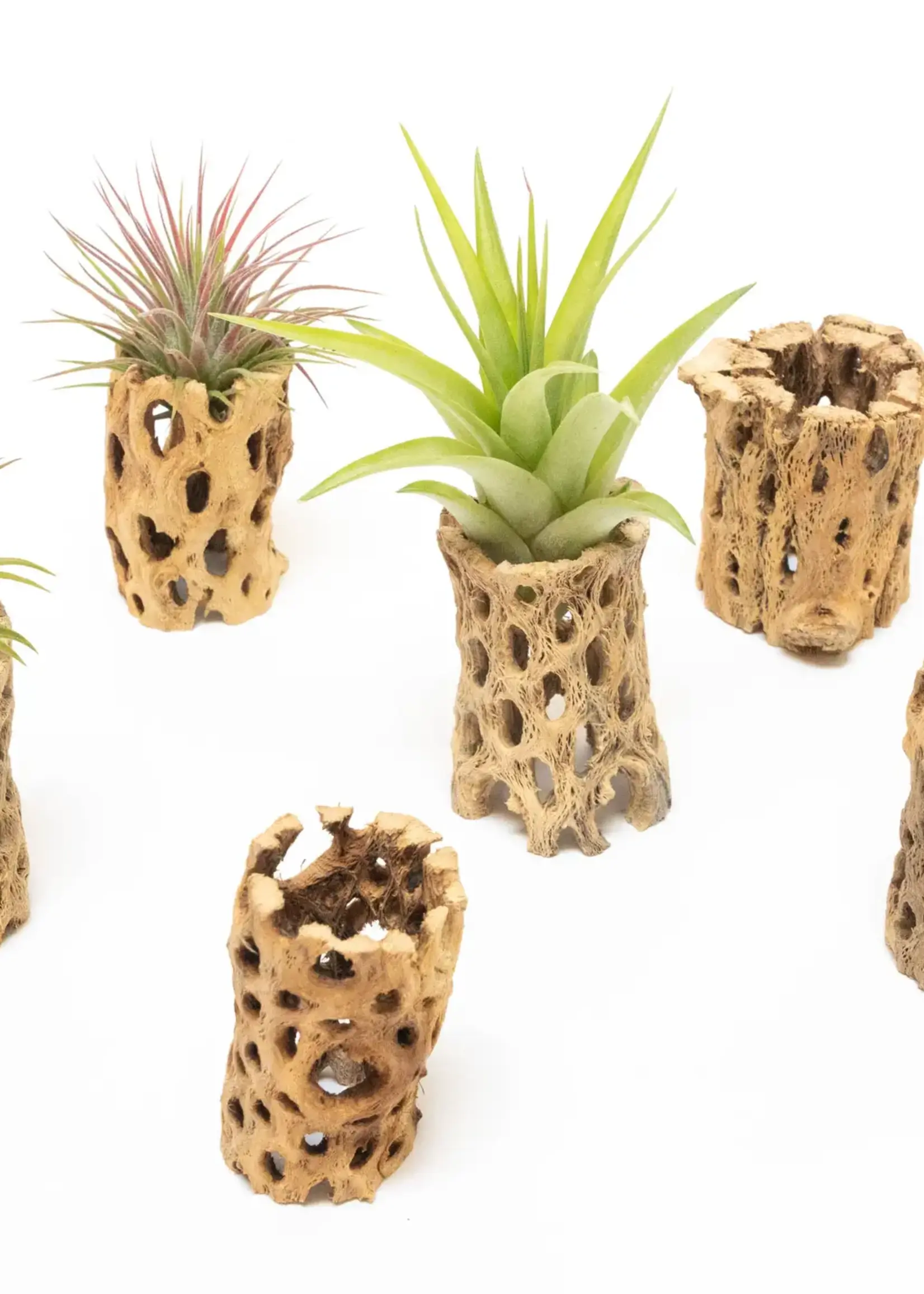 Air Plant Shop Cholla Air Plant Holder