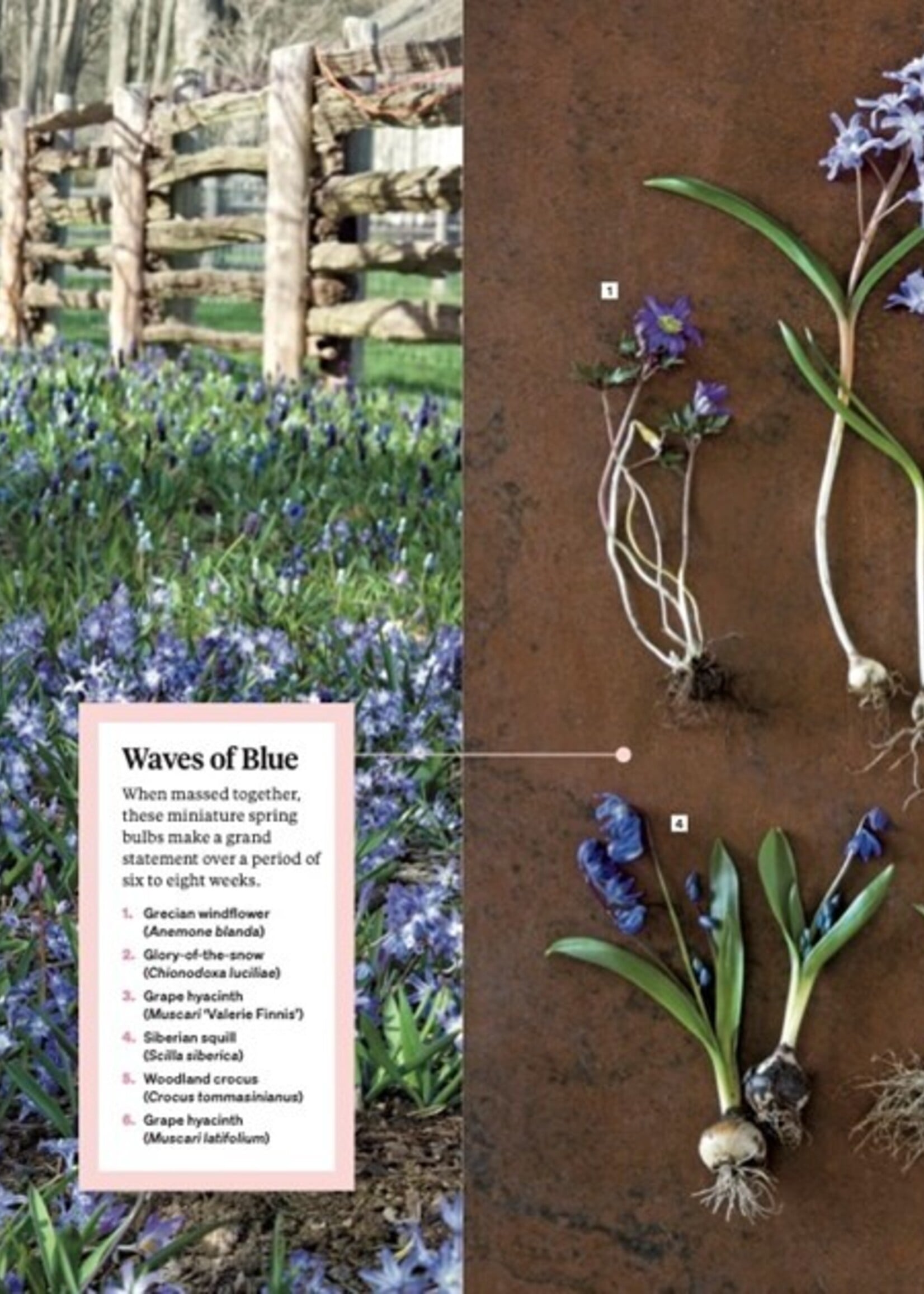 HarperCollins Martha Stewart's Gardening Handbook