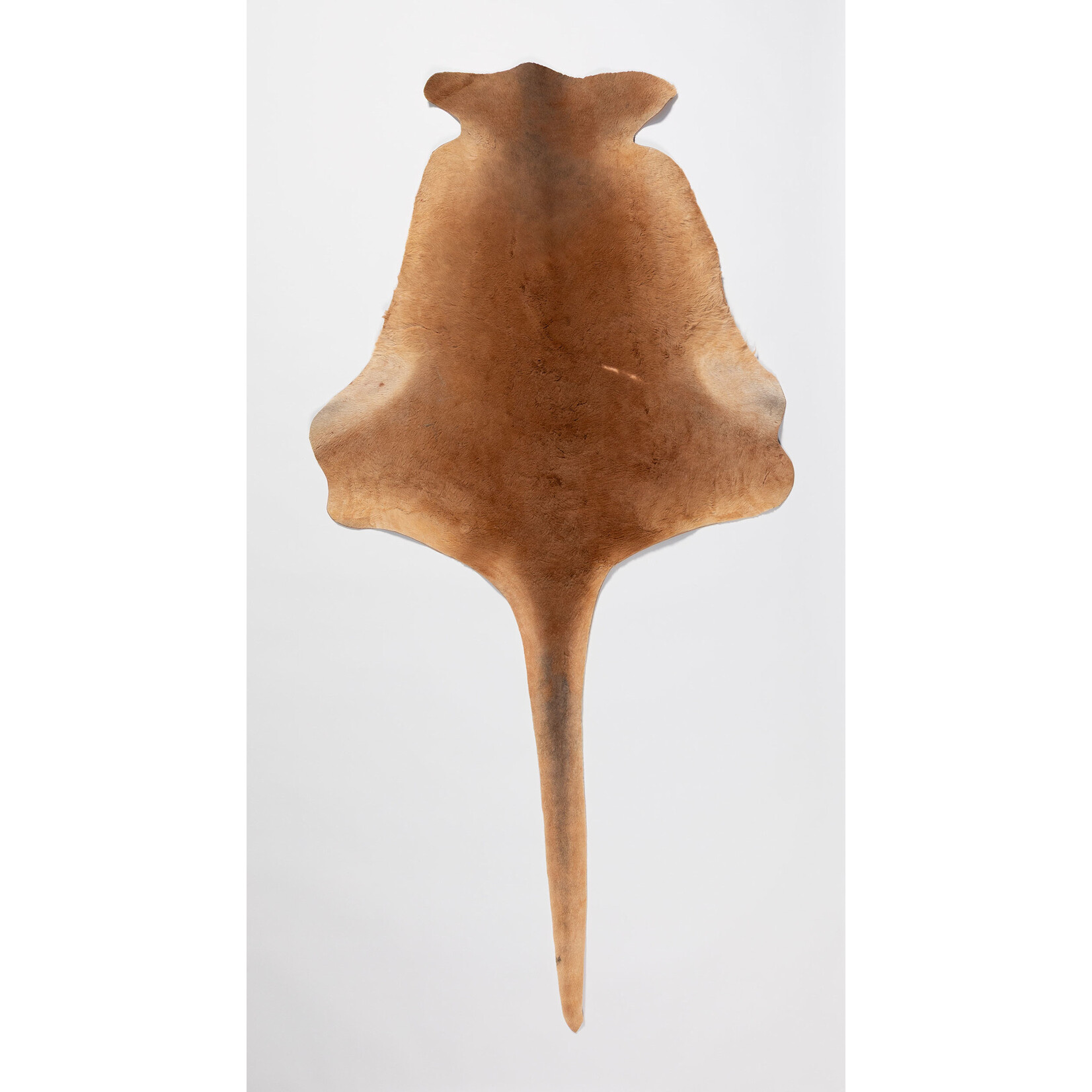 Iluka Sax-Williams Iluka Sax-Williams — Gunnawarra – The Black Swan