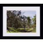 Jedda  Rose Jedda  Rose  — Coranderrk Aborginal Station Healesville, Victoria